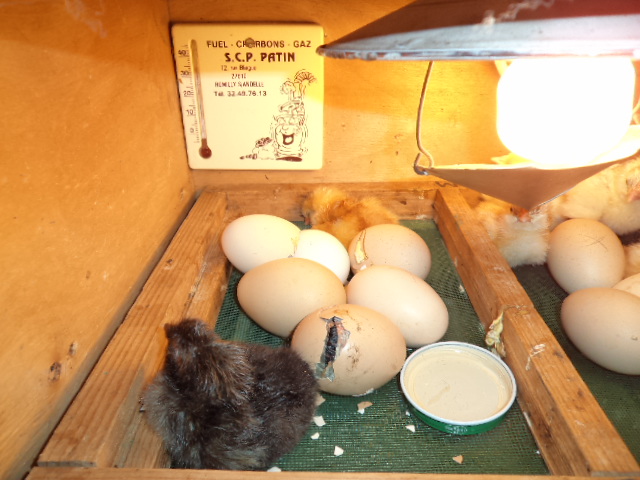 Qui de l&rsquo;oeuf ou de la poule …
