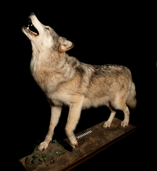 Exposition sur le loup à la BCD